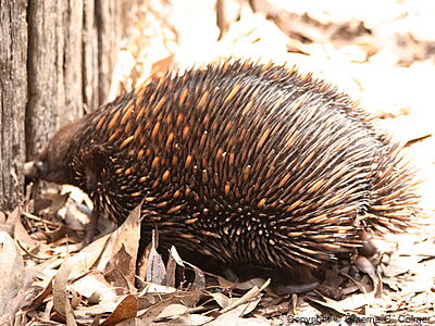 Short-beaked Echidna (Tachyglossus aculeatus) - Adult