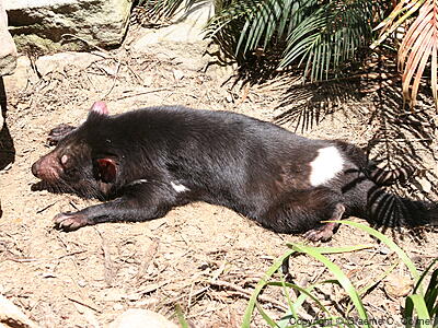Tasmanian Devil (Sarcophilus harrisii) - Adult