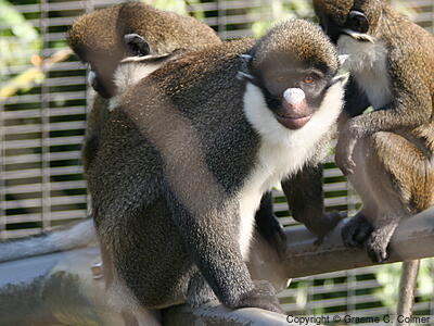 Spot-nosed Monkey (Cercopithecus petaurista) - Adult