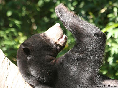 Malayan Sun Bear (Helarctos malayanus) - Adult
