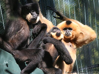 Buff-cheeked Gibbon (Nomascus gabriellae) - Males and female (R)