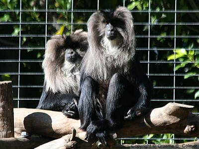 Lion-tailed Macaque (Macaca silenus) - Adults