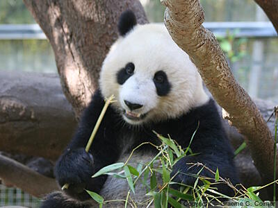 Great Panda (Ailuropoda melanoleuca) - Adult
