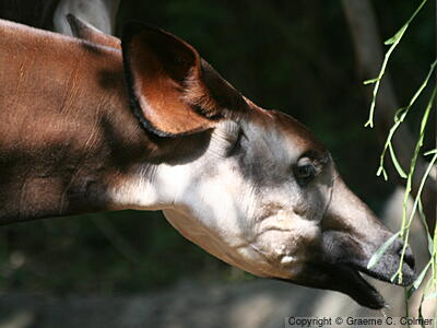 Okapi (Okapia johnstoni) - Adult