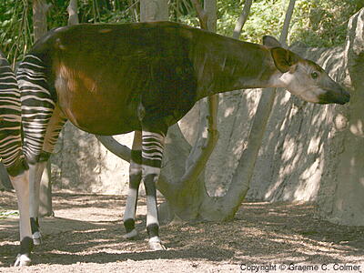 Okapi (Okapia johnstoni) - Adult