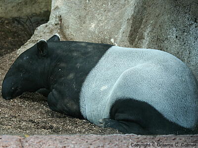 Malay Tapir (Acrocodia indica) - Adult