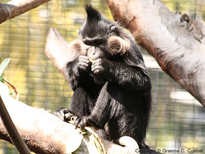 Black Mangabey (Lophocebus aterrimus) - Adult