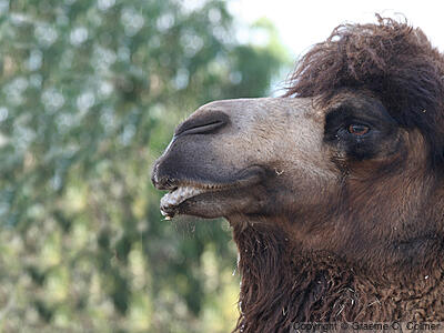 Bactrian Camel (Camelus bactrianus) - Adult
