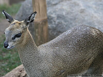 Klipspringer (Oreotragus oreotragus) - Adult