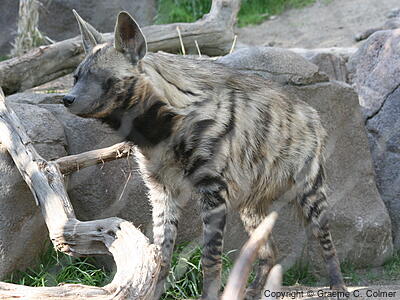 Striped Hyena (Hyaena hyaena) - Adult