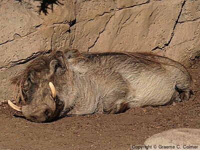 Desert Warthog (Phacochoerus aethiopicus) - Adult