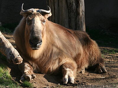 Takin (Budorcas taxicolor) - Adult