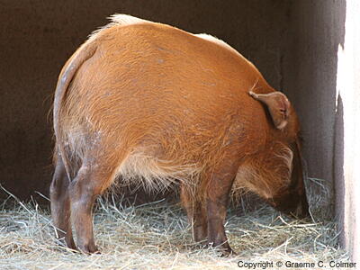 Red River Hog (Potamochoerus porcus) - Adult