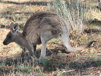Eastern Grey Kangaroo (Macropus giganteus) - Adult female