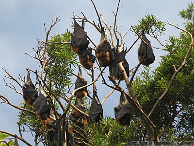 Gray-headed Flying Fox (Pteropus poliocephalus) - Colony