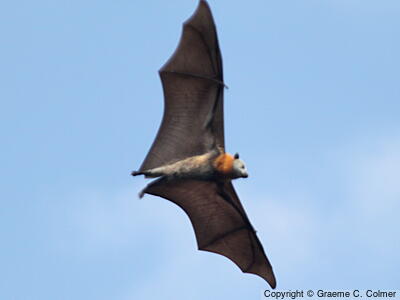 Gray-headed Flying Fox (Pteropus poliocephalus) - Adult
