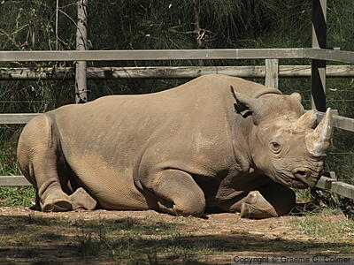 Black Rhinoceros (Diceros bicornis) - Adult