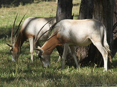 Scimitar-horned Oryx (Oryx dammah) - Adults