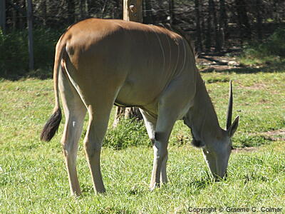 Common Eland (Taurotragus oryx) - Adult