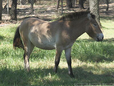 Przewalski's Horse (Equus przewalskii) - Adult