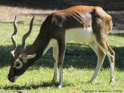Blackbuck (Antilope cervicapra) - Adult male