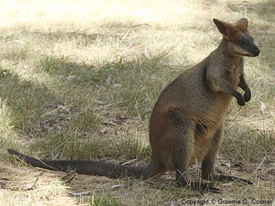 Swamp Wallaby (Wallabia bicolor) - Adult