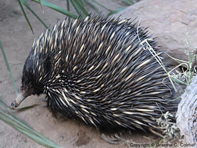 Short-beaked Echidna (Tachyglossus aculeatus) - Adult
