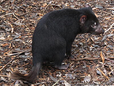 Tasmanian Devil (Sarcophilus harrisii) - Adult
