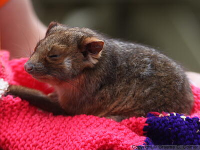 Common Ringtail (Pseudocheirus peregrinus) - Immature