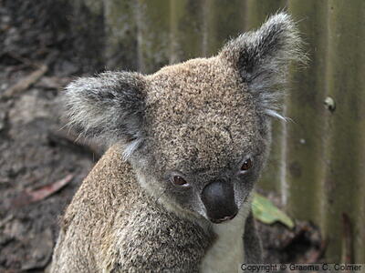 Koala (Phascolarctos cinereus) - Adult