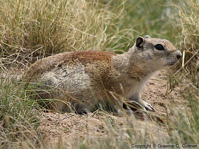 Belding's Ground Squirrel (Urocitellus beldingi) - Adult