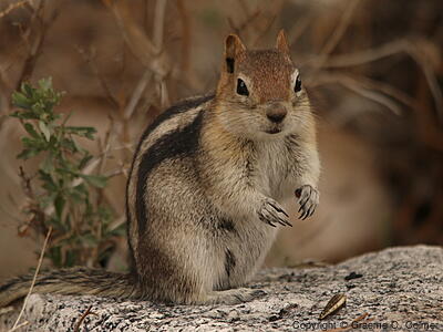 Golden-mantled Ground Squirrel (Callospermophilus lateralis) - Adult