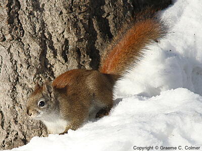 Red Squirrel (Tamiasciurus hudsonicus) - Adult