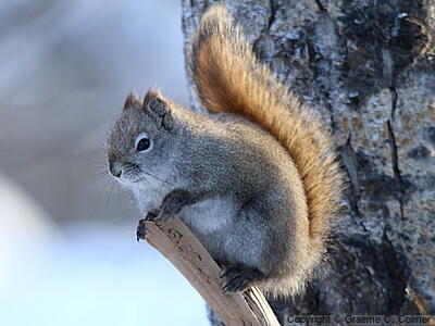 Red Squirrel (Tamiasciurus hudsonicus) - Adult