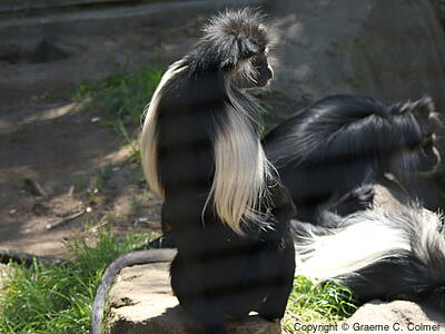 Angolan Colobus (Colobus angolensis) - Adult