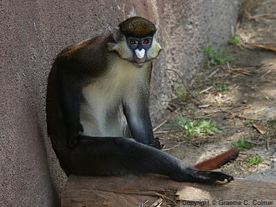 Black-cheeked White-nosed Monkey (Cercopithecus ascanius) - Adult