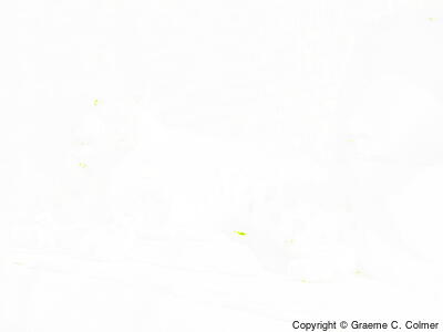 Snow Leopard (Uncia uncia) - Adult
