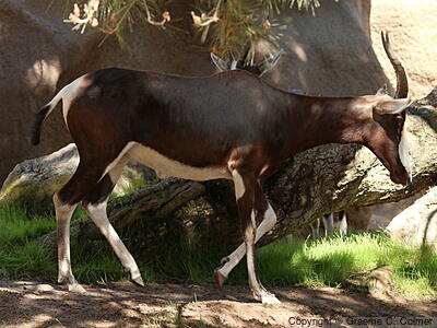 Bontebok (see Comments) (Damaliscus pygargus) - Adult