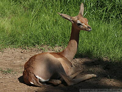 Gerenuk (Litocranius walleri) - Adult