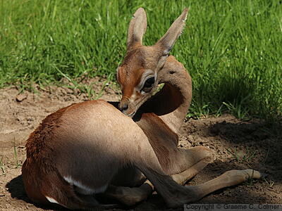 Gerenuk (Litocranius walleri) - Adult