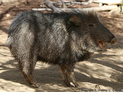Chacoan Peccary (Catagonus wagneri) - Adult
