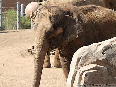 Asiatic Elephant (Elephas maximus) - Adult