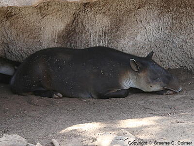 Baird's Tapir (Tapirus bairdii) - Adult