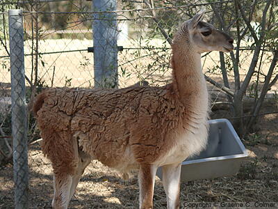 Guanaco (Lama glama) - Adult