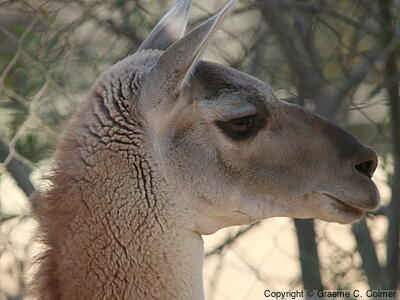 Guanaco (Lama glama) - Adult