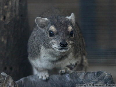 Yellow-spotted Rock Hyrax (Heterohyrax brucei) - Adult