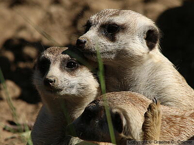 Meerkat (Suricata suricatta) - Adults