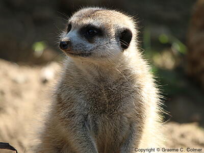 Meerkat (Suricata suricatta) - Adult