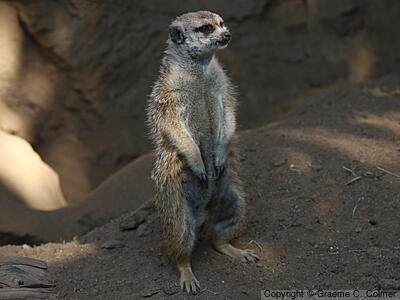 Meerkat (Suricata suricatta) - Adult