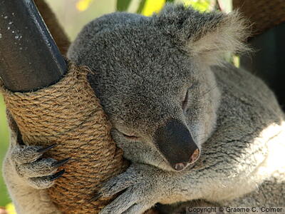 Koala (Phascolarctos cinereus) - Adult